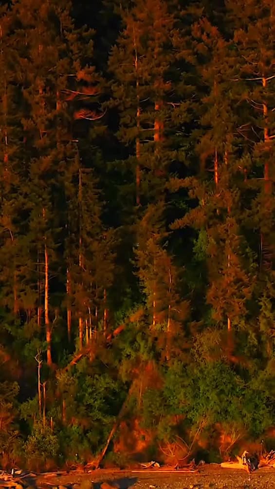 Bellingham Named Official FIFA World Cup 2026 Fan Zone, Watch Parties Planned for June and July