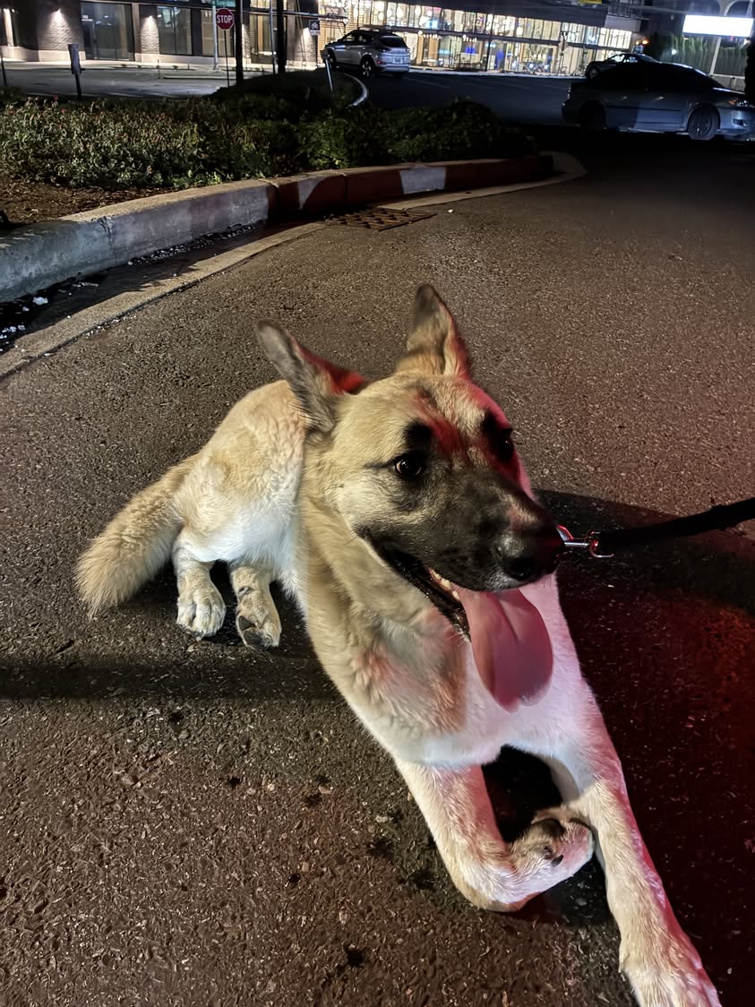 Bellingham Officers Trade Snacks for Surrender in Surprisingly Adorable K-9 Call