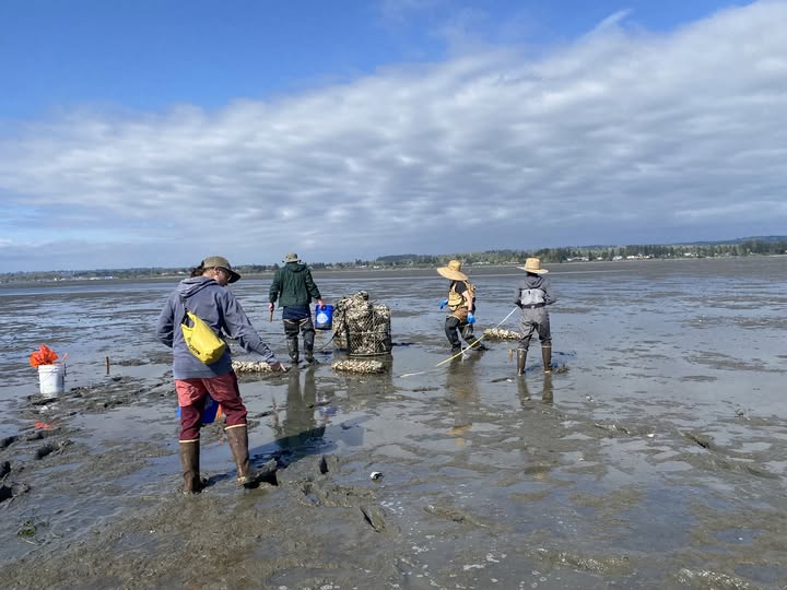Whatcom Marine Resources Committee Launches Olympia Oyster Restoration in Drayton Harbor