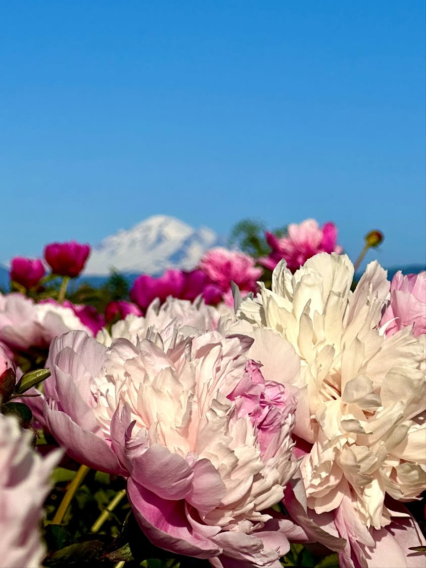 Mother's Day Weekend Views From Tennant Lake in Ferndale, WA