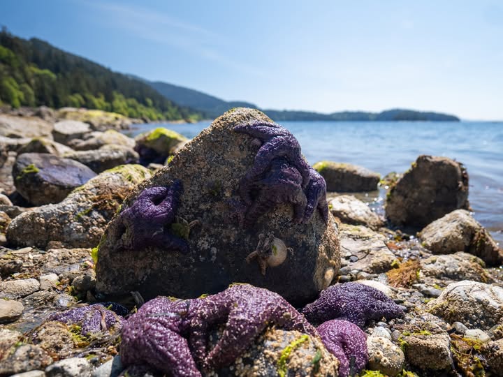 Bellingham's Teddy Bear Cove Gets a Shoutout in Remarkably Bright Creatures