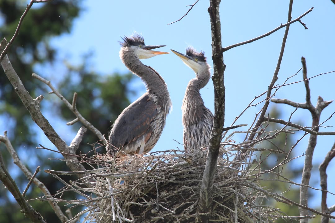 Great Blue Herons Are Nesting in Bellingham Now. Here's How to Help Protect Them.