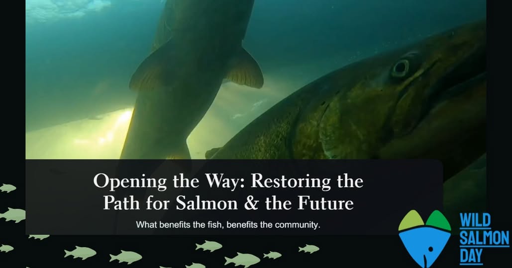 Wild Salmon Day: Nooksack Watershed Recovery Effort Spans Four Agencies