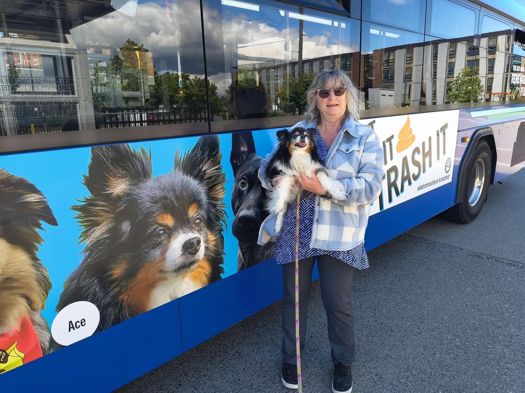 Ace the Dog Spots Himself on a WTA Bus: The Face of Whatcom County's Scoop the Poop Campaign