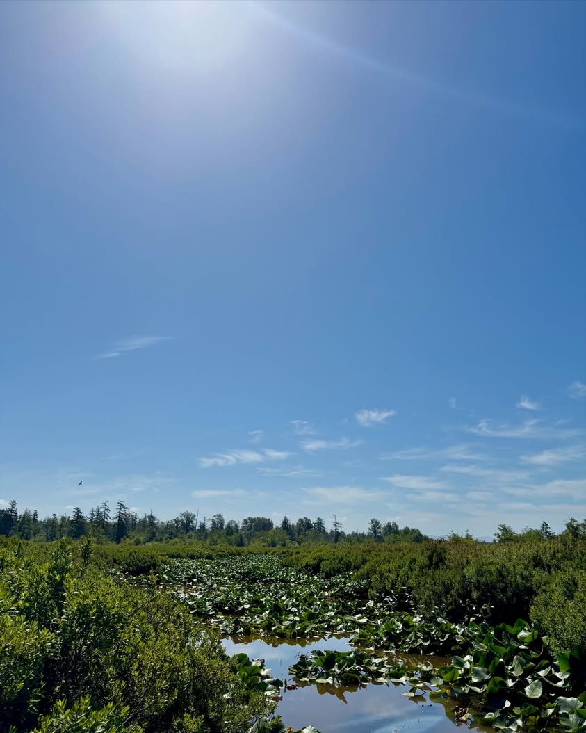 Tennant Lake Boardwalk: A Summer Must-Visit Near Ferndale, WA