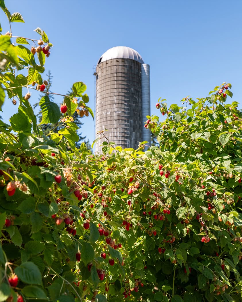 Northwest Raspberry Festival Returns to Lynden July 17-18, 2026