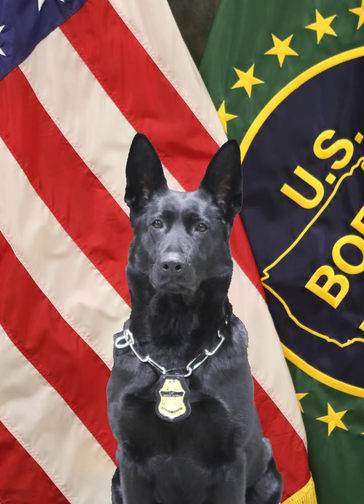 Blaine Border Patrol Mourns Retired K9 Nefra, Credited in 24 Apprehensions