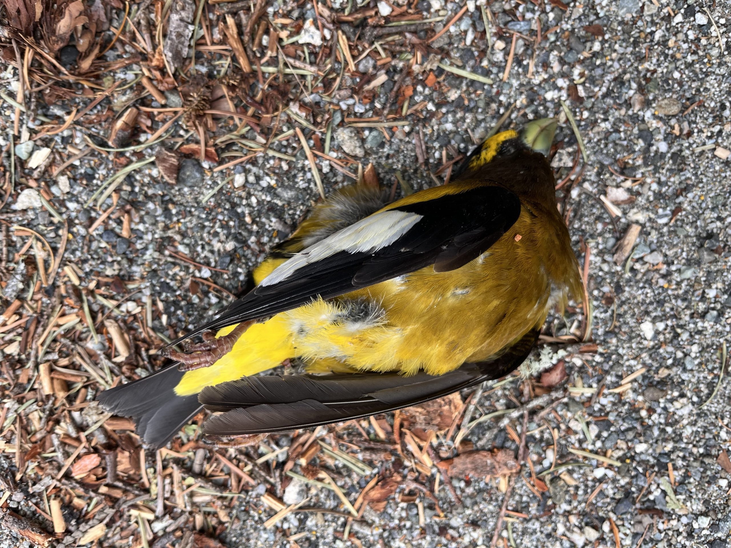 Dozens of Rare Grosbeaks Found Dead on State Route 20 in North Cascades