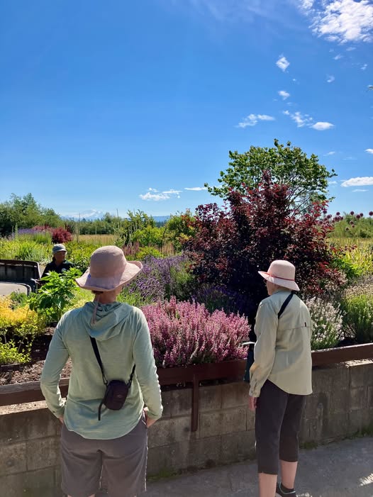 Hovander Park Fragrance Garden is in full bloom this summer in Ferndale