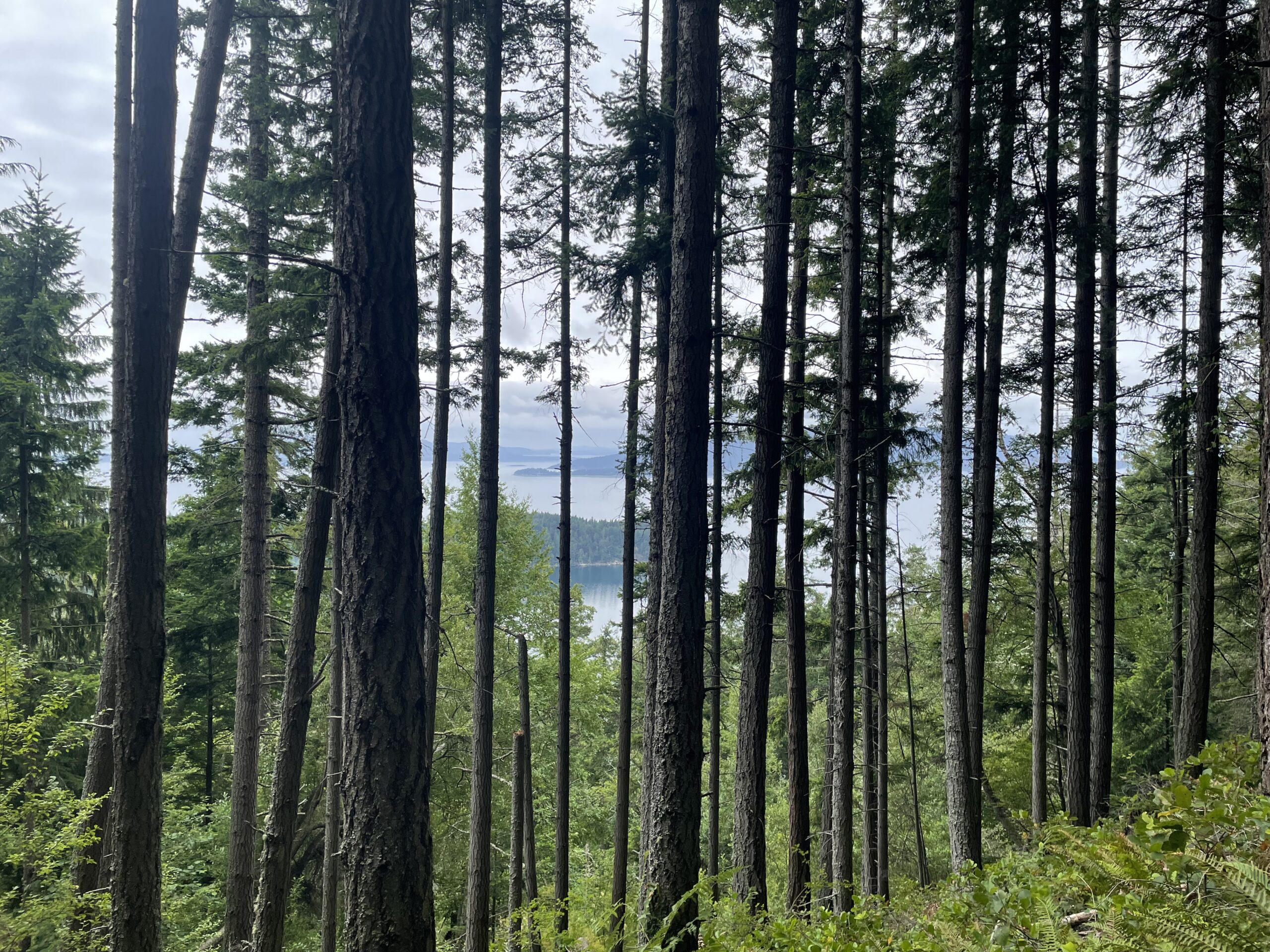 Two Dollar Trail at Larrabee State Park is a perfect quick hike near Bellingham