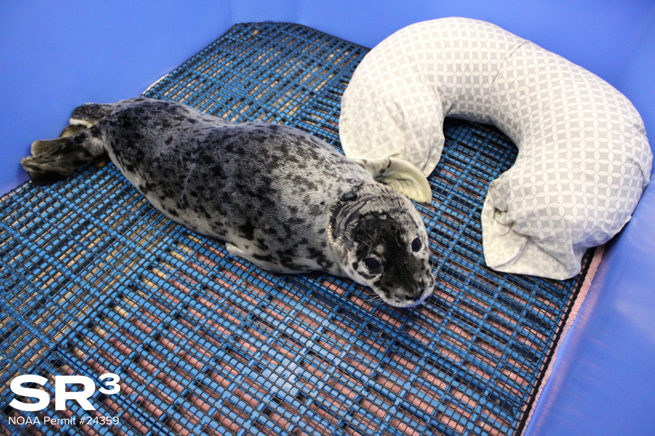Harbor seal pup shot near Bellingham Airport dies after BB pellet found in brain