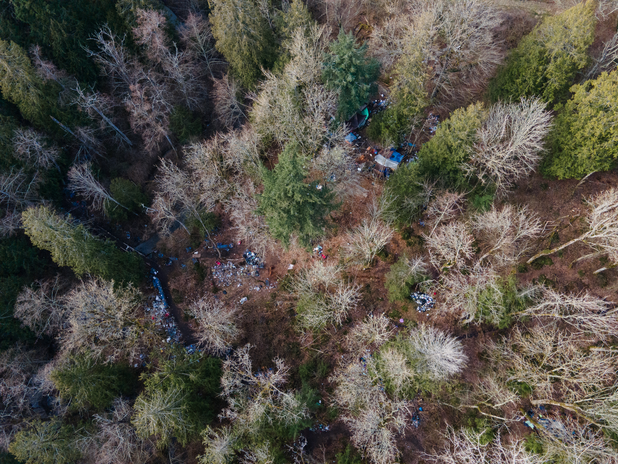 Bellingham to log and clear 40-acre homeless encampment near Walmart in August
