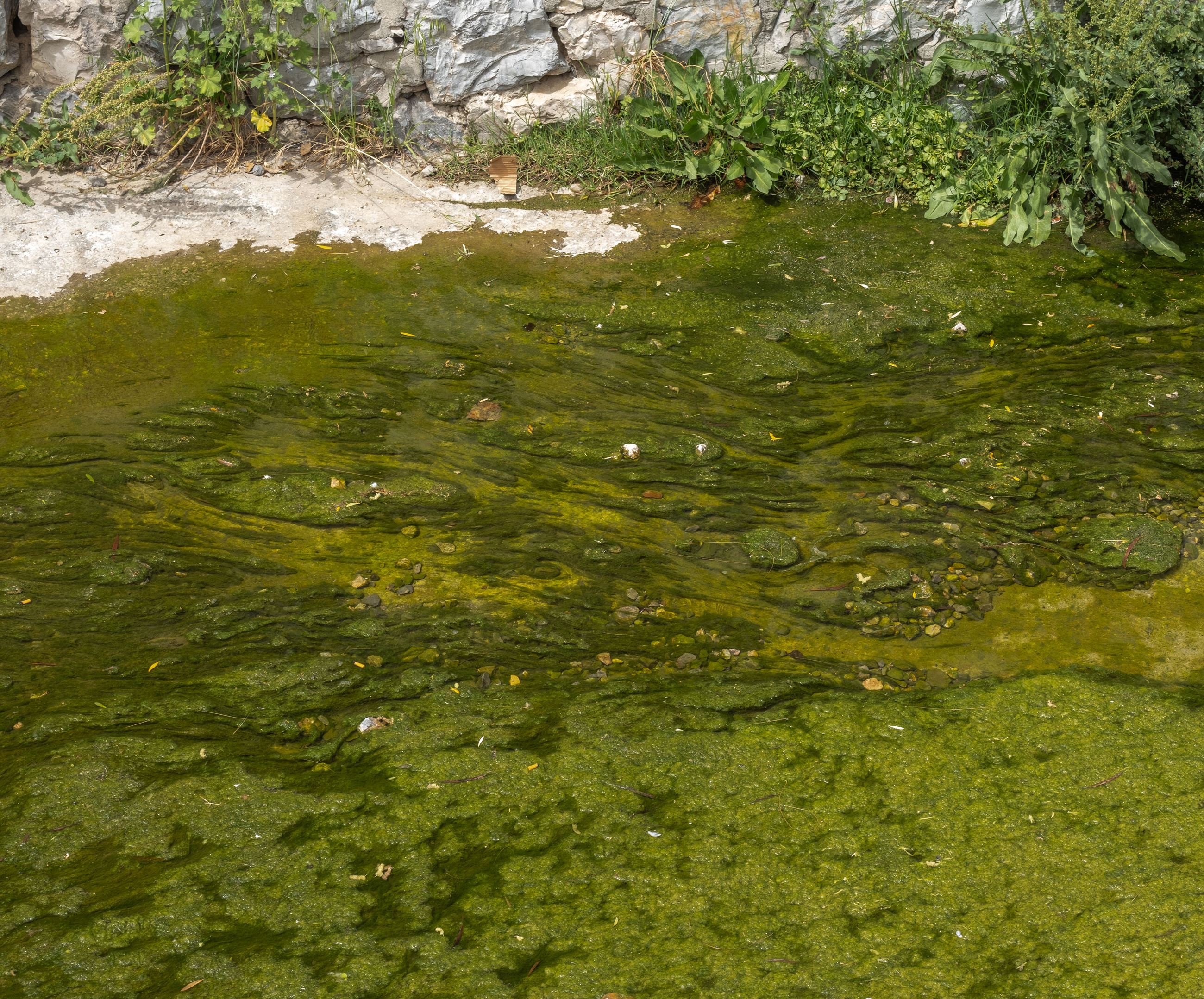 Blue-green algae blooms pose health risk at Whatcom County lakes this summer