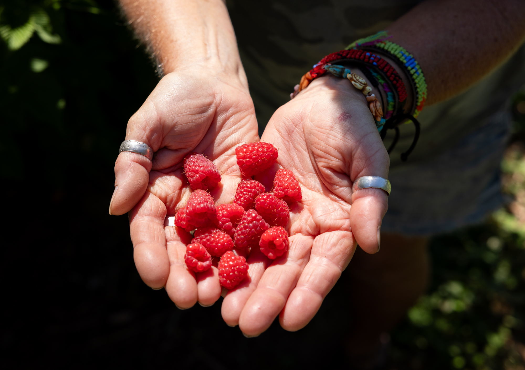 Berry season is here: A guide to growing Whatcom County's most beloved fruit at home