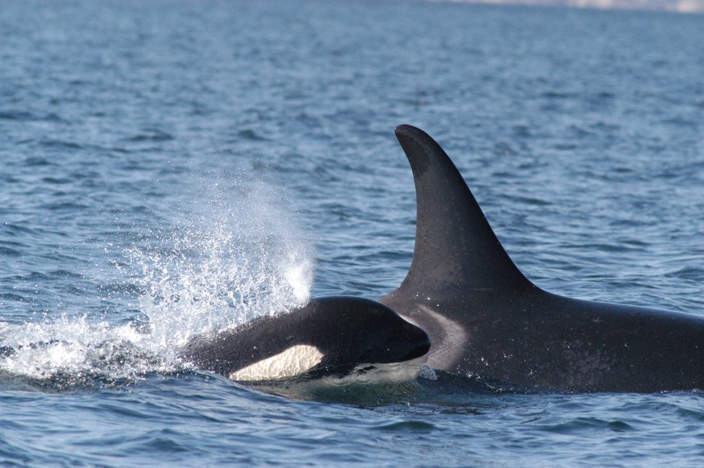 ESA Rollback Threatens Salish Sea Orcas and Salmon, Local Experts Warn