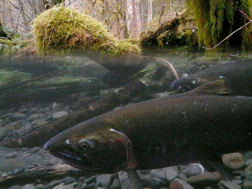 Nooksack River Summer Flows Have Fallen Up to 40 Percent, Threatening Salmon Survival