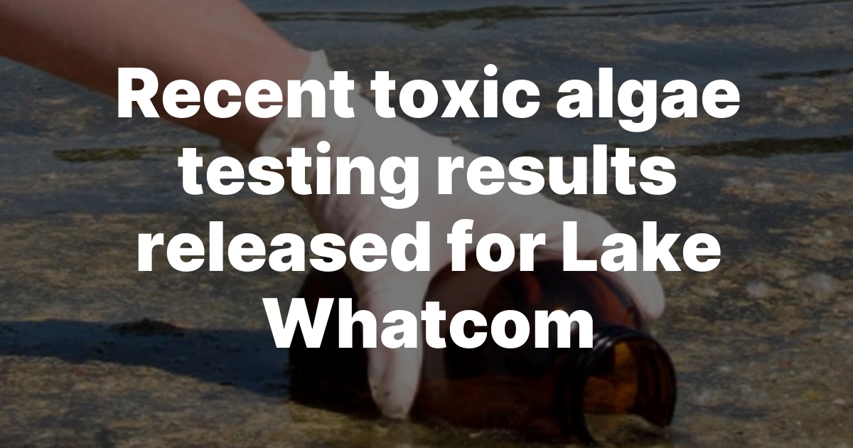 Late July Testing Finds Toxic Algae Below Limits in Lake Whatcom