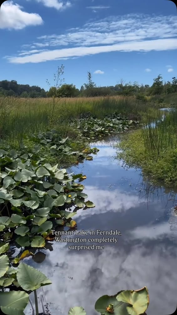 Now Is the Best Time to Visit Tennant Lake in Ferndale Before Fall Closure