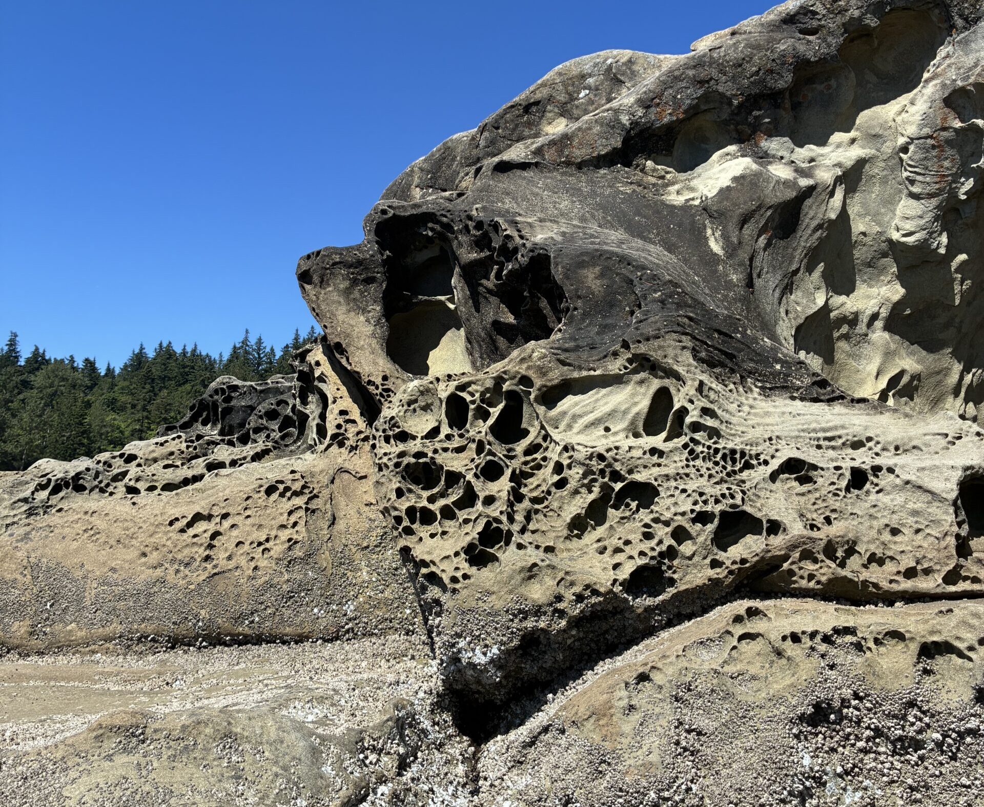 The Science Behind Those Holey Rocks on Whatcom County Beaches