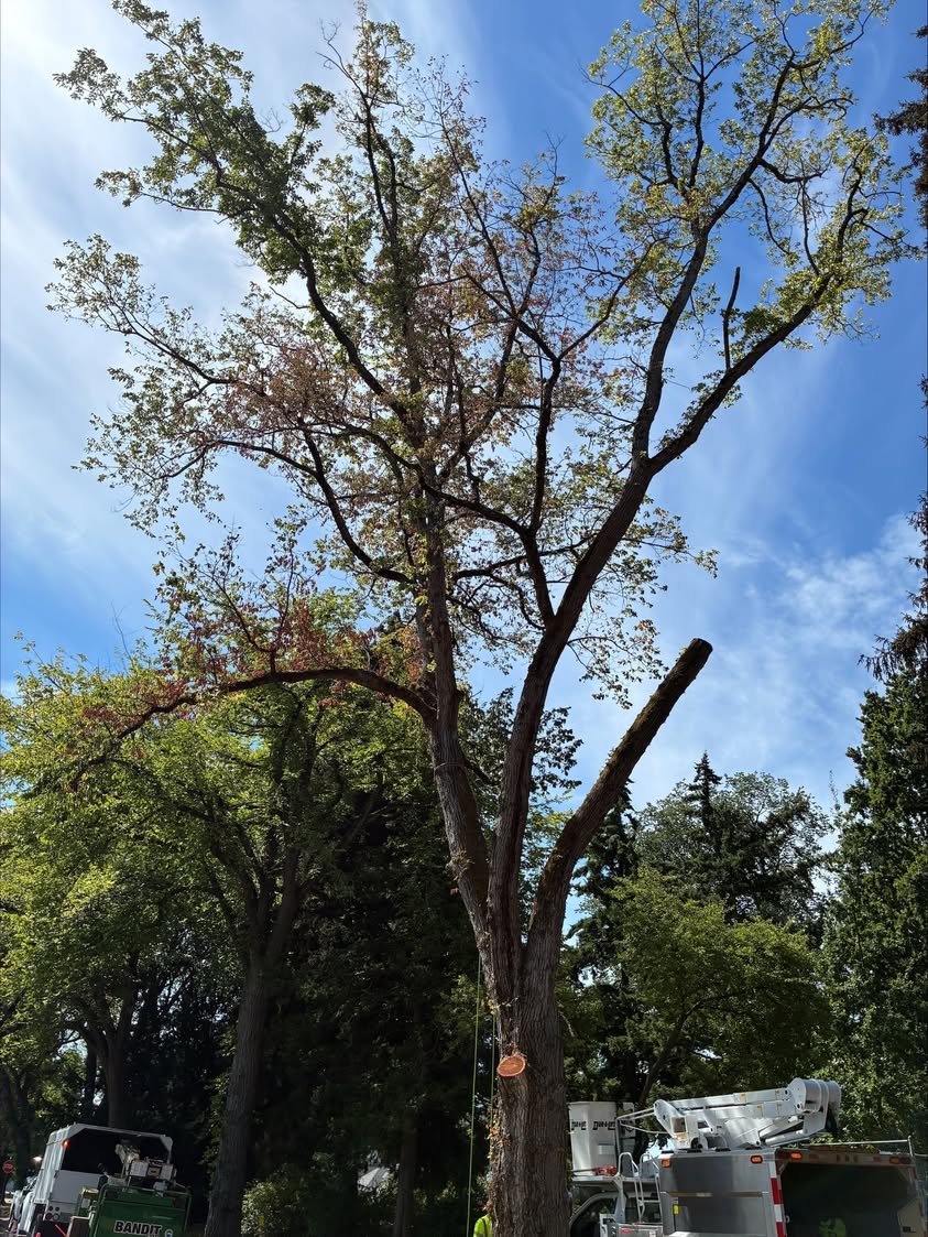 City Removes Elizabeth Park Trees to Stop Elm Beetle Spread