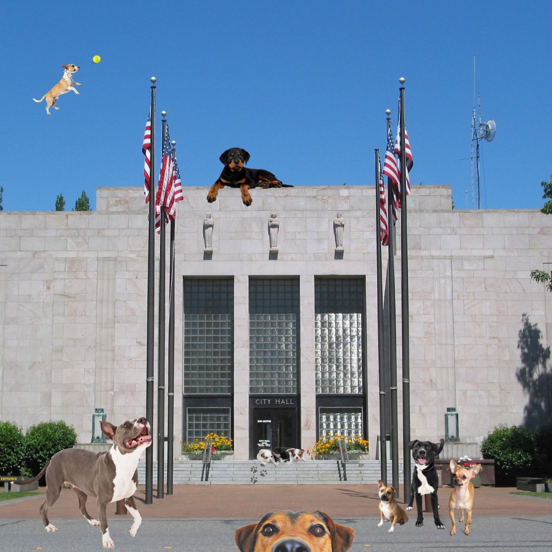 Adoptable Puppies Take Over Bellingham City Hall Rotunda This Thursday