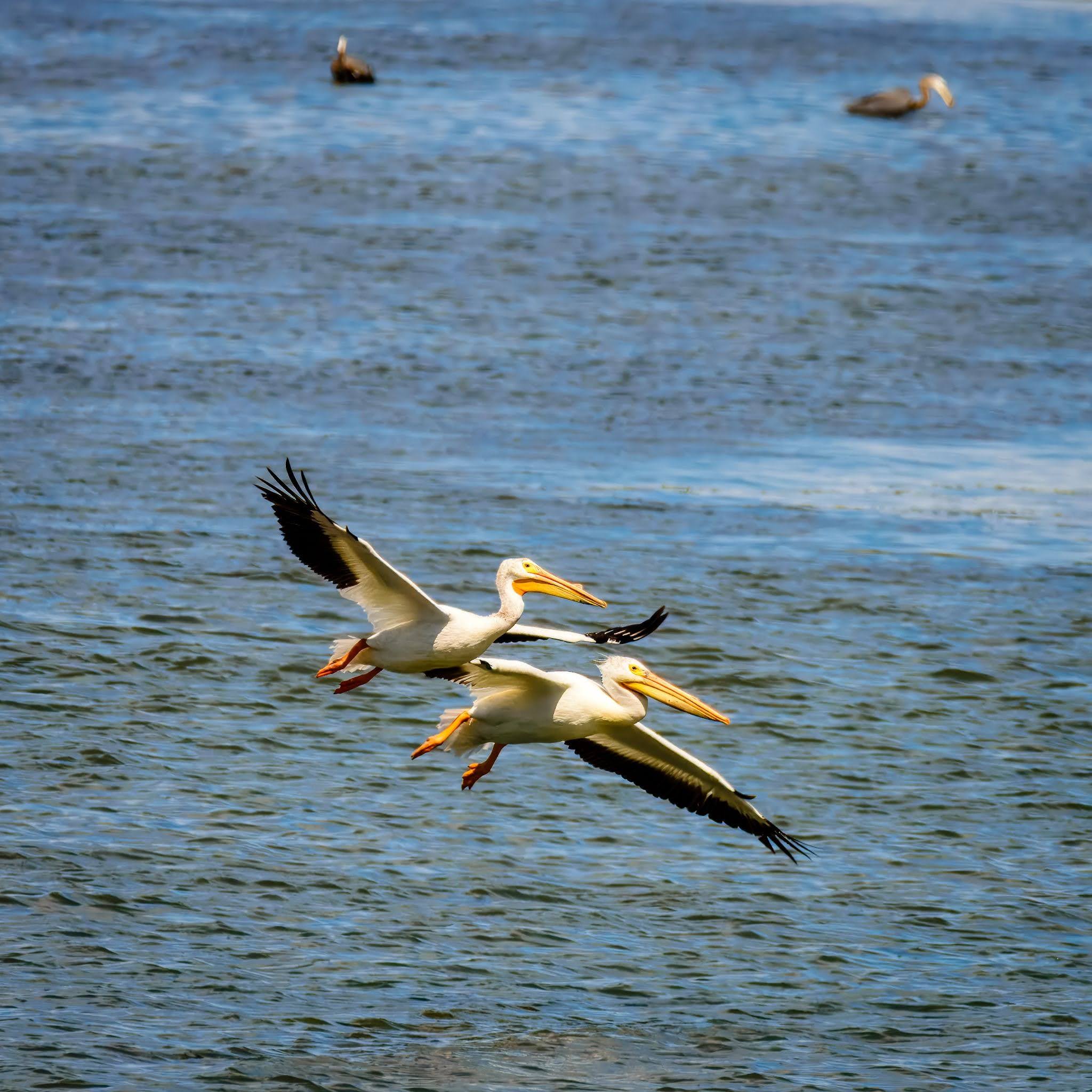 American White Pelicans Are Flocking to Padilla Bay in Unprecedented Numbers