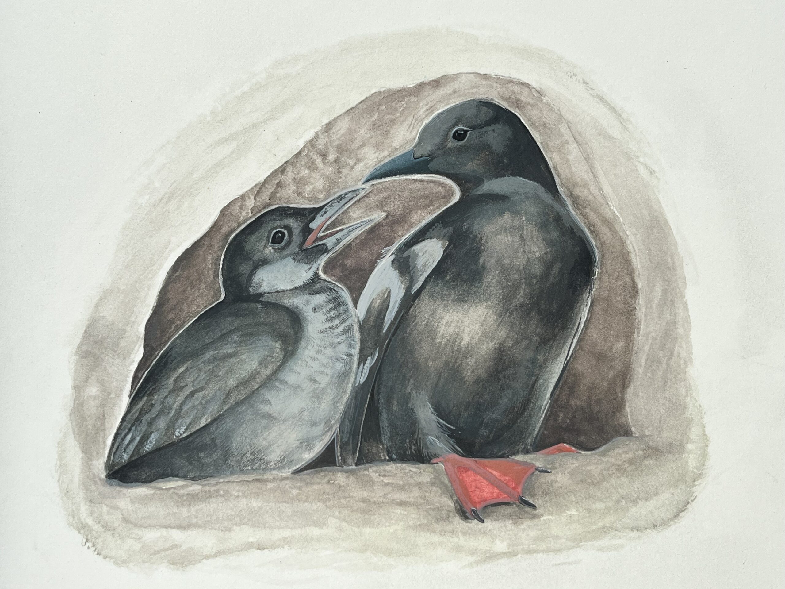 Pigeon Guillemots Are a Window Into the Health of Our Local Waters
