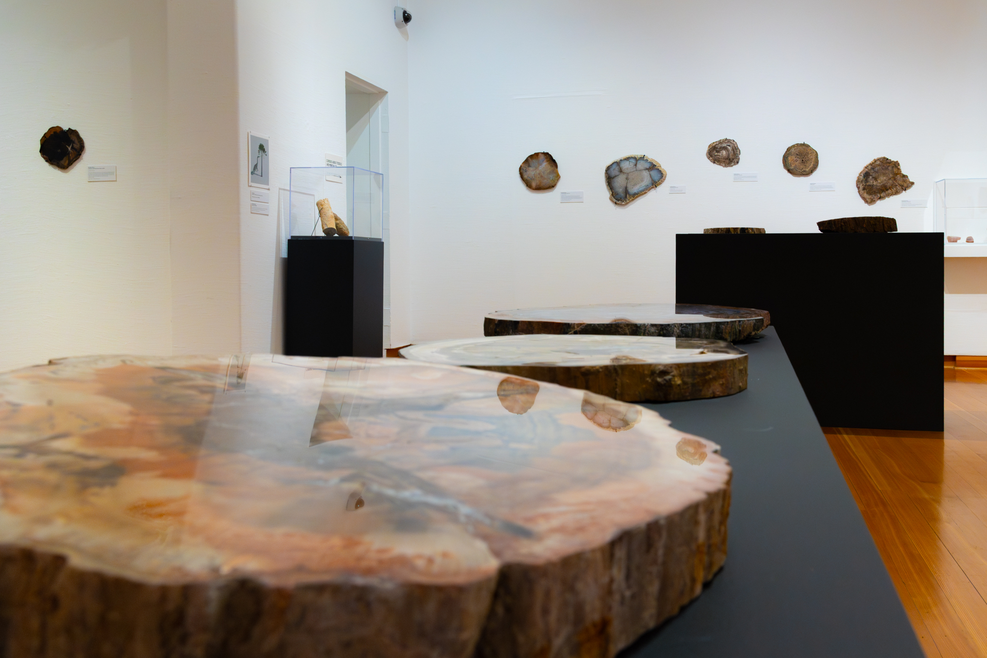 Whatcom Museum's New Petrified Wood Exhibit Blends Science and Art Through April 2027