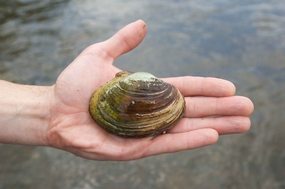 Beyond Salmon: Researchers Warn of Broader Freshwater Species Loss in Northwest Washington