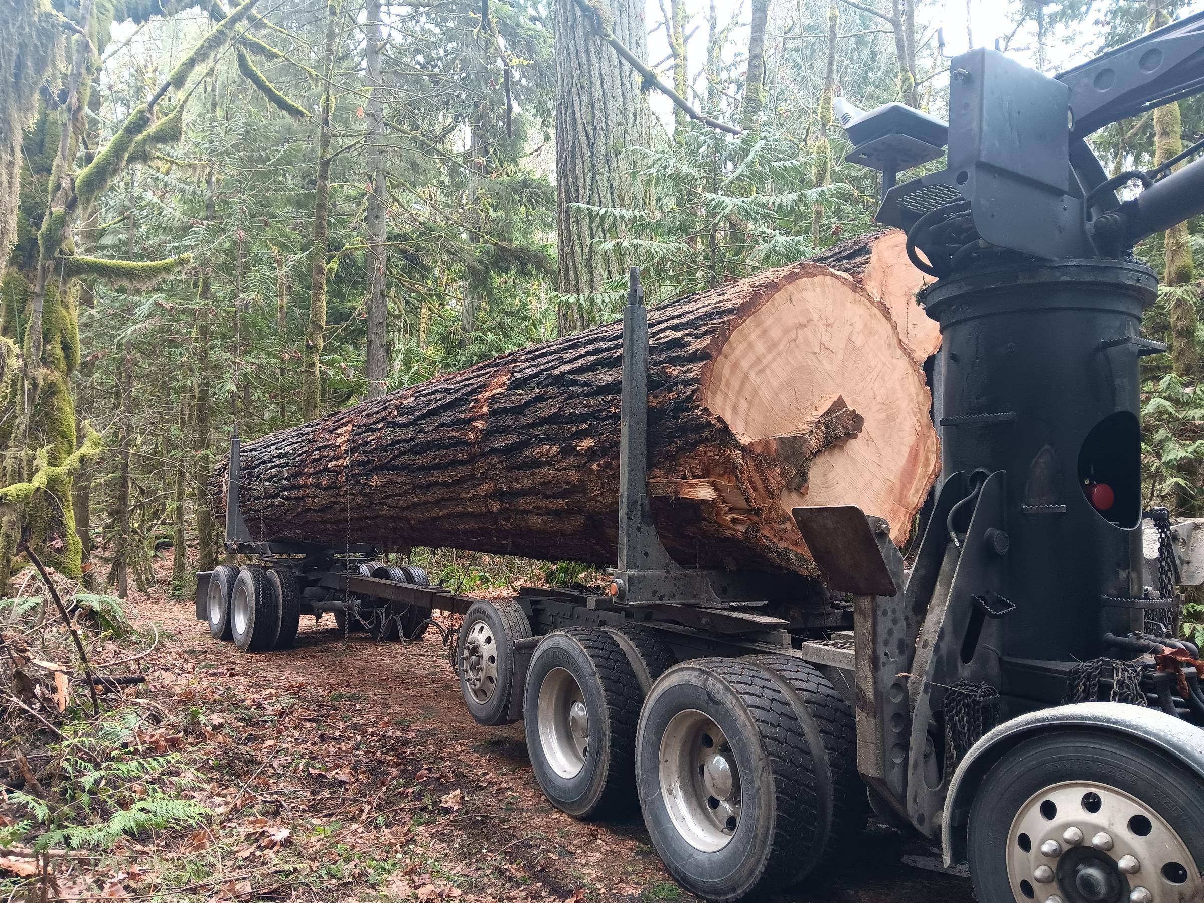 Federal Roadless Rule Repeal Would Open 400K Acres Near Bellingham to Logging