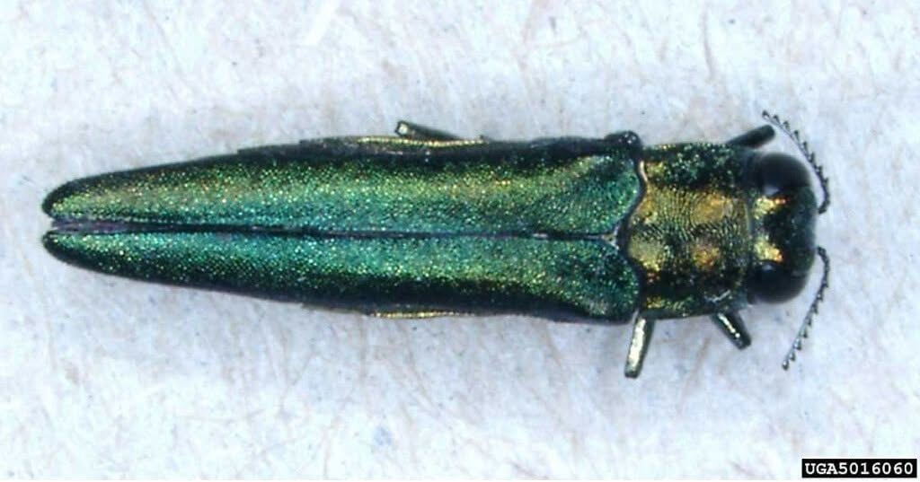 Invasive Emerald Ash Borer Found in Washington State for the First Time