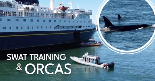 BPD SWAT Team Trains With Coast Guard on Bellingham Bay, Orcas Crash the Session
