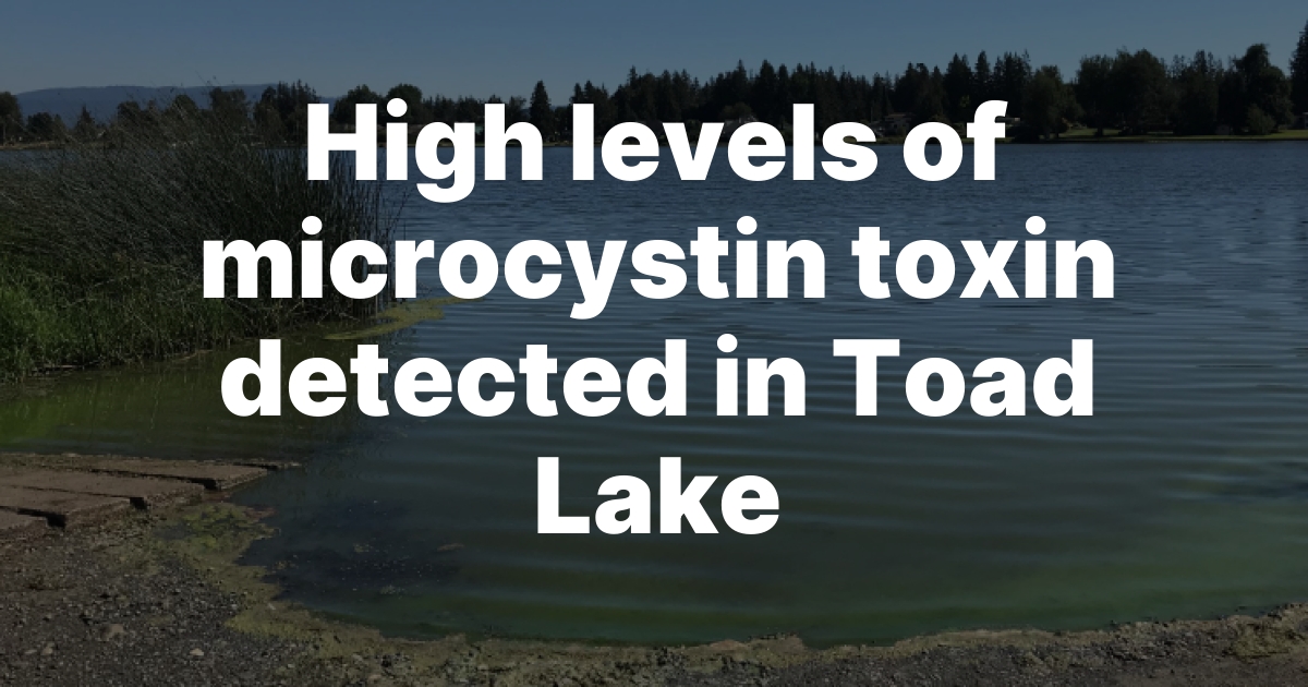 Toxic Algae at Unsafe Levels Detected in Toad Lake Near Bellingham