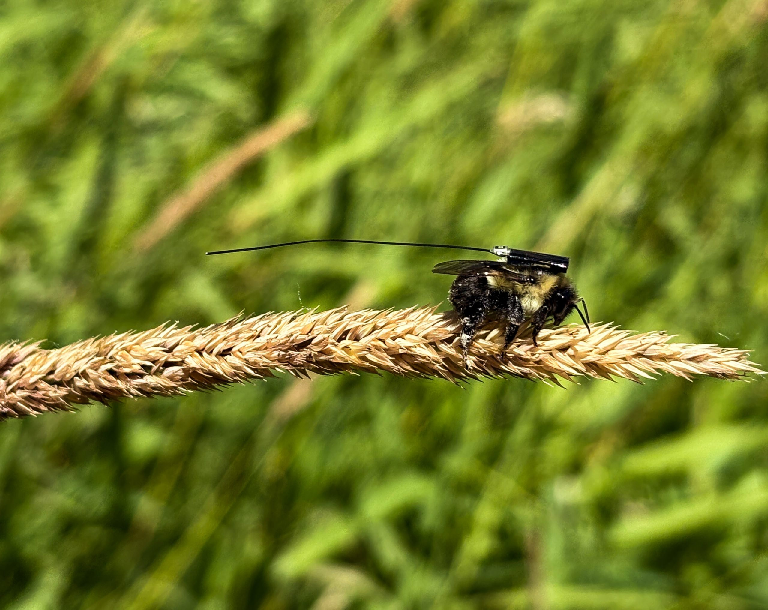 Tiny Radio Tags on Bumblebees Are Turning Bellingham's Nooksack Trails Into a Research Grid