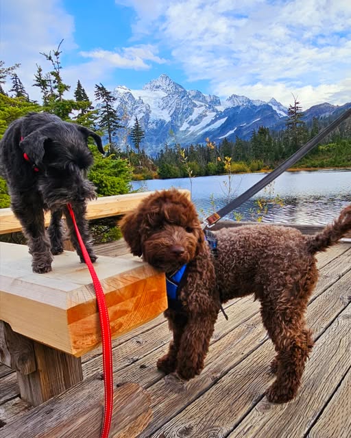Your Guide to Dog-Friendly Adventures Across Whatcom County