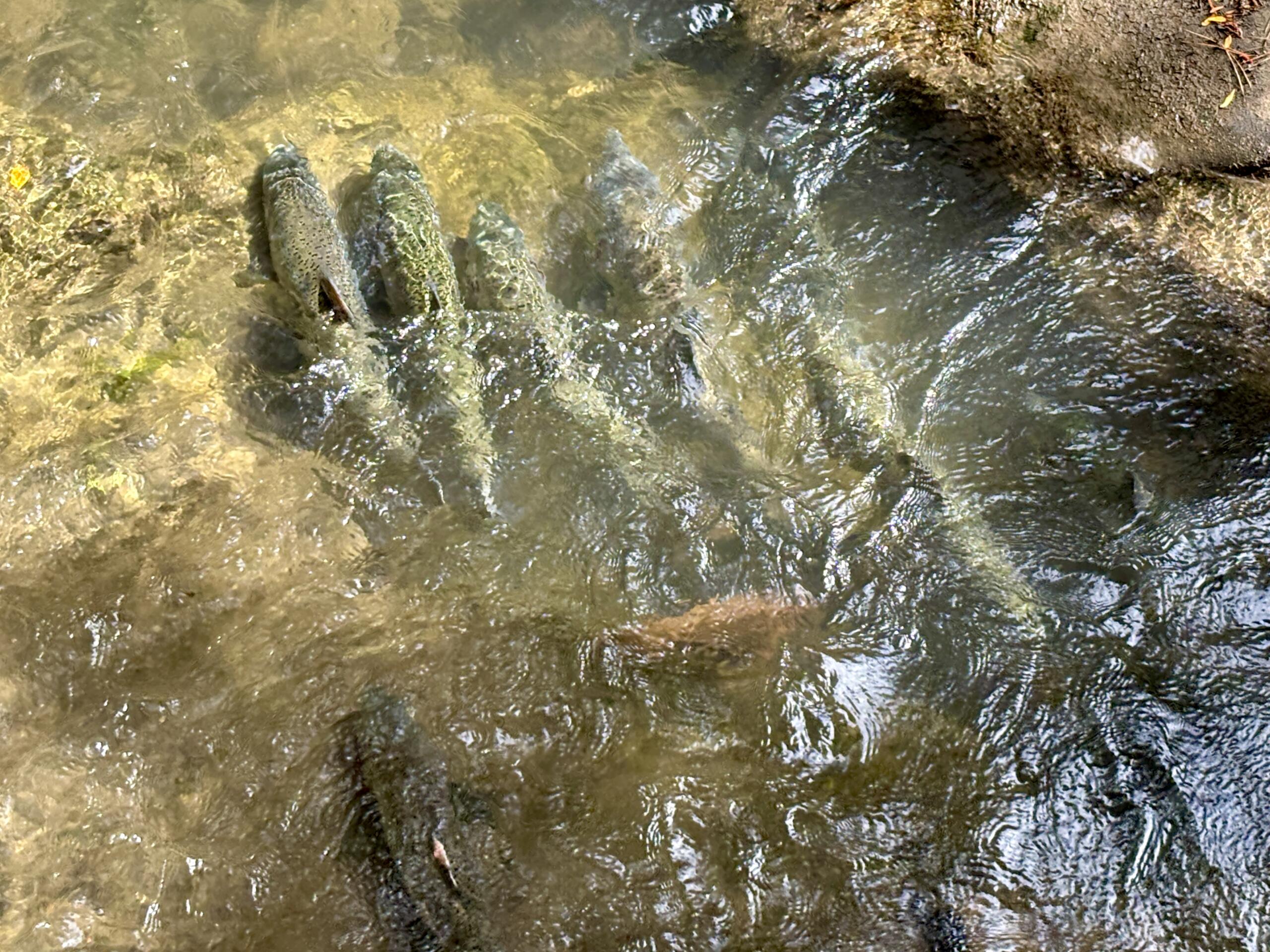 Hatchery Chinook Salmon Are Back in Bellingham Bay and Whatcom Creek This Fall