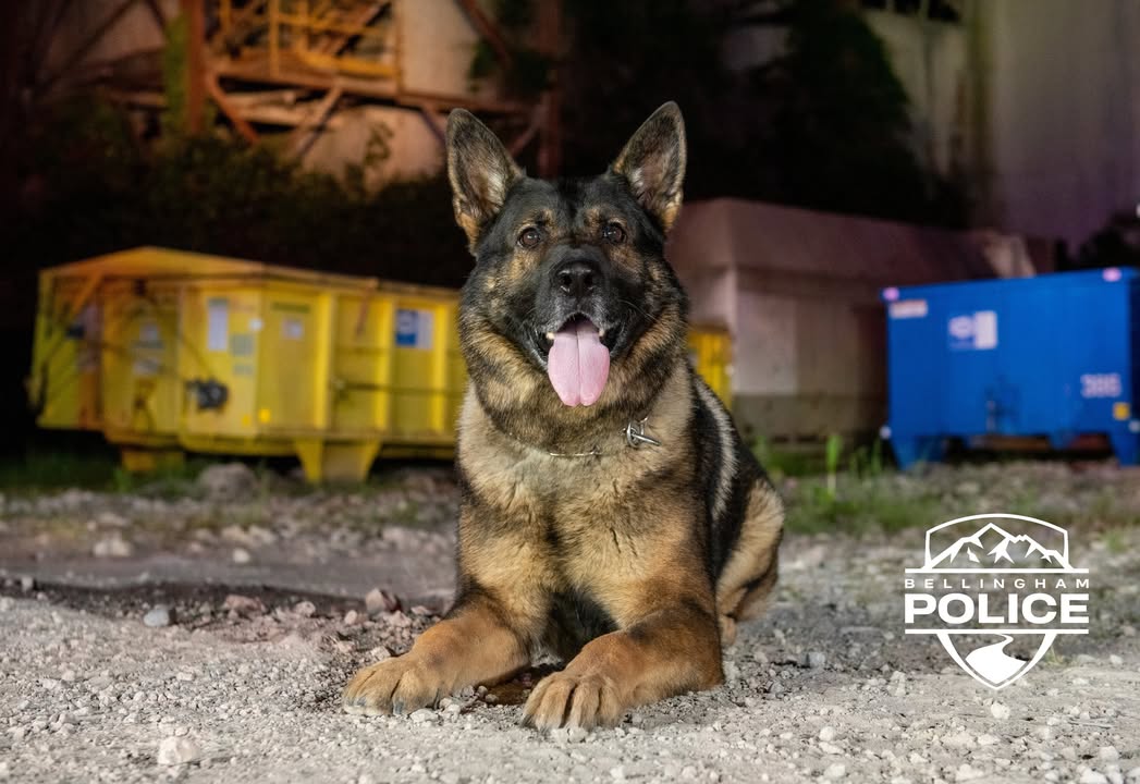 BPD K9 Unit Celebrates National Police K9 Day With Longest Record in Washington