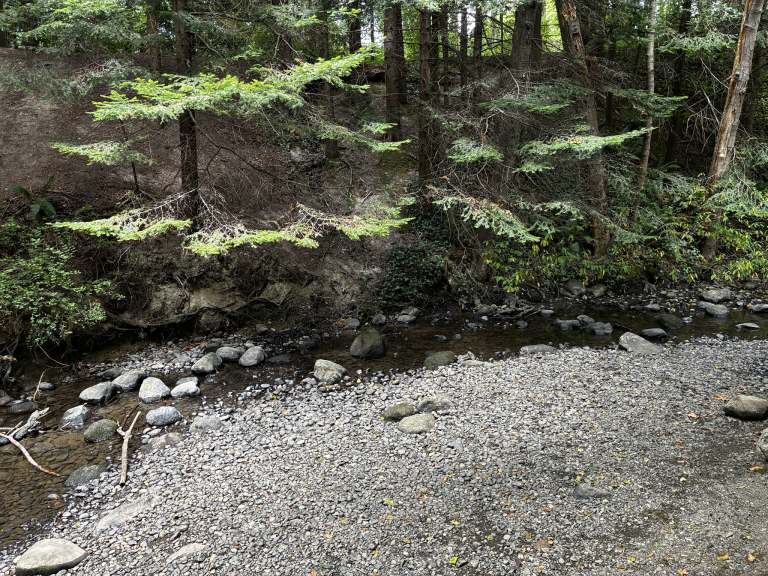 Bellingham Studies Boosting Padden Creek Flows as Drier Summers Stress Salmon Habitat