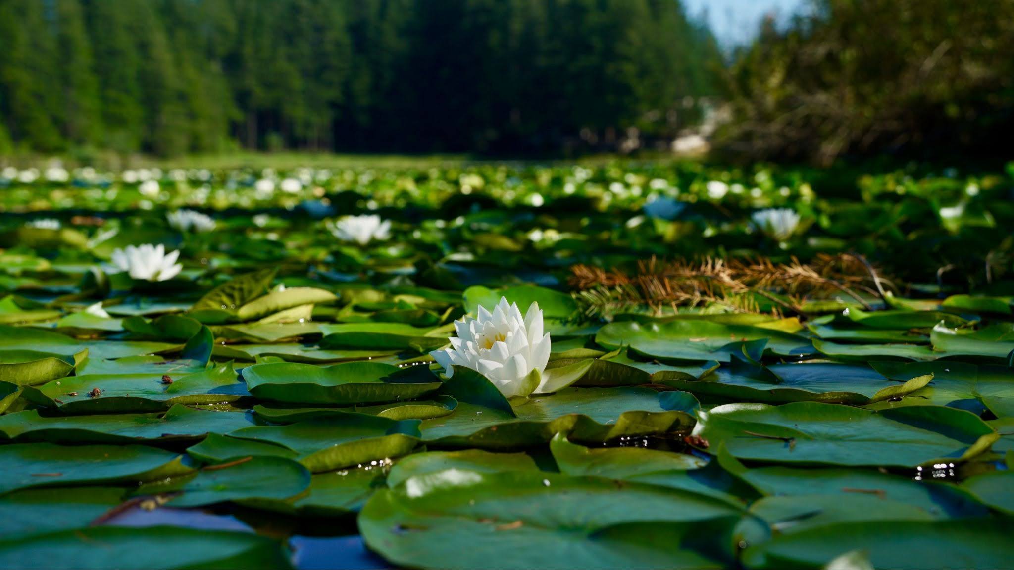 Sudden Valley Plans Herbicide Treatment for Invasive Waterlilies Near Bellingham's Drinking Water