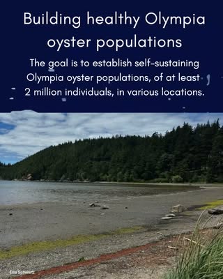 Volunteers Help Bring Washington's Native Olympia Oyster Back to Whatcom County