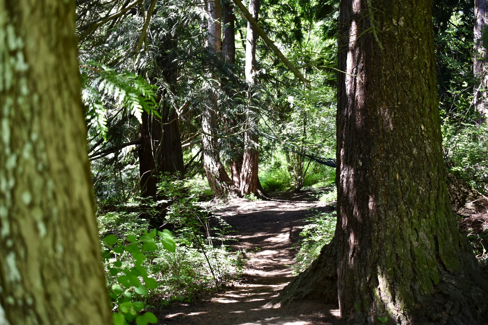 Canyon Lake Park Trail Renamed for Whatcom Land Trust Founder Rand Jack