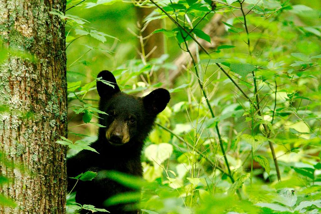 Washington Fish and Wildlife Denies Petition to Restore Controversial Spring Bear Hunt