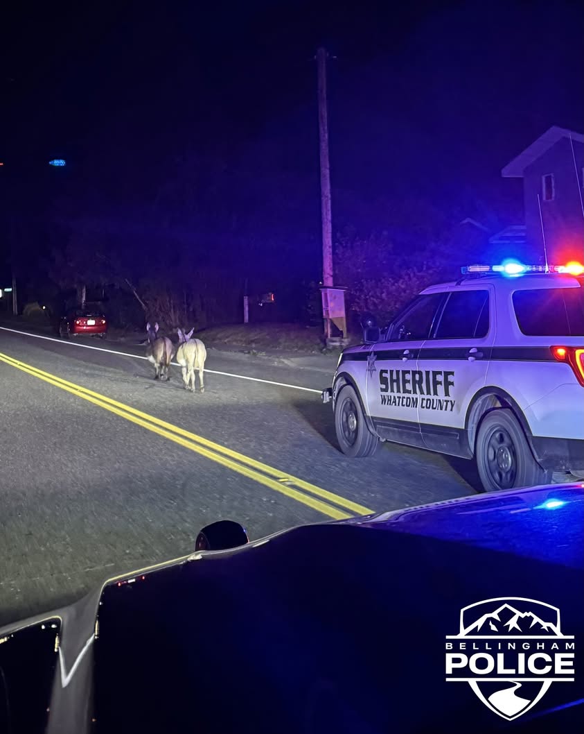 BPD and Sheriff Deputies Corral Two Escaped Donkeys Roaming Bellingham Road