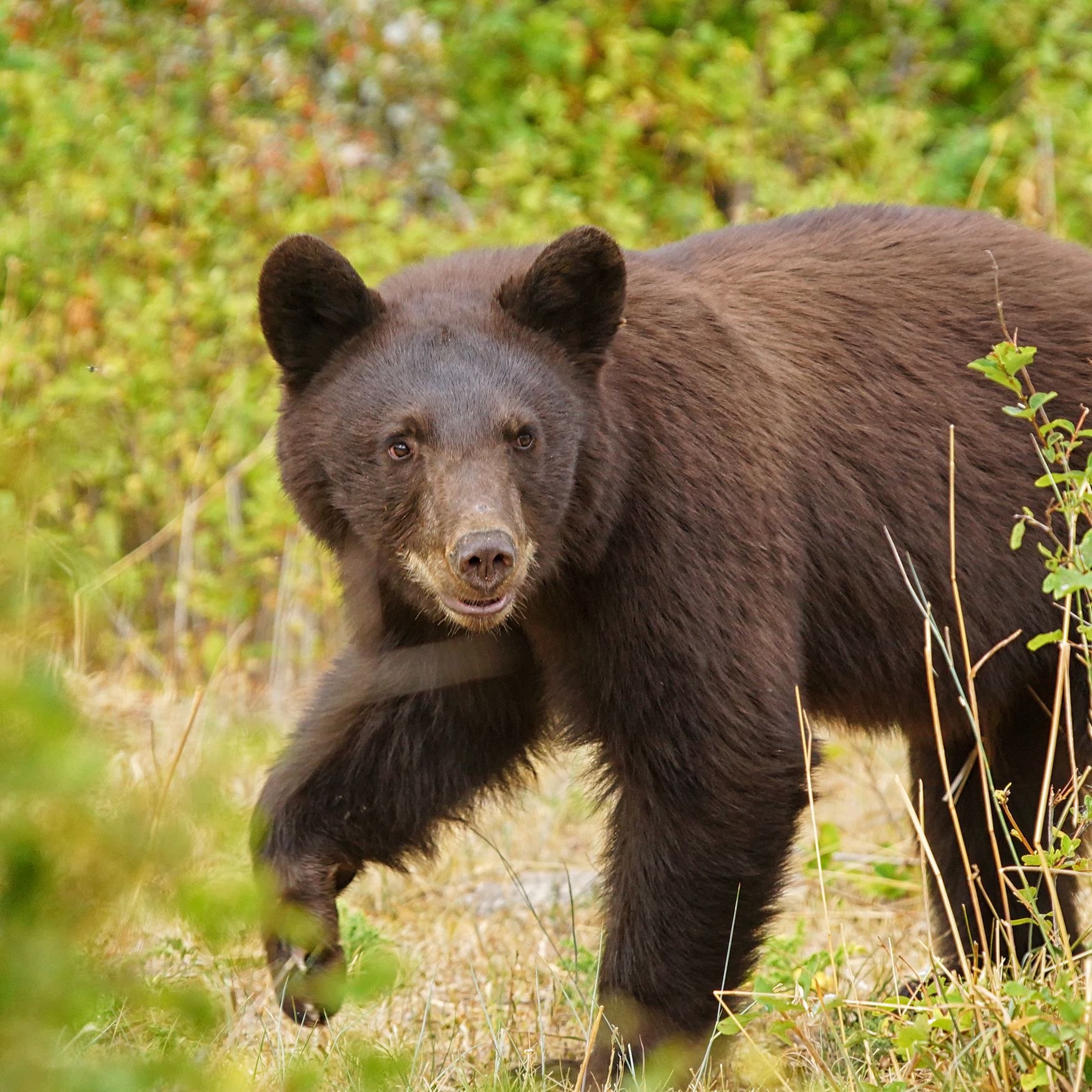 Two Injured in Black Bear Encounter North of Lake Whatcom, Second Attack in a Month