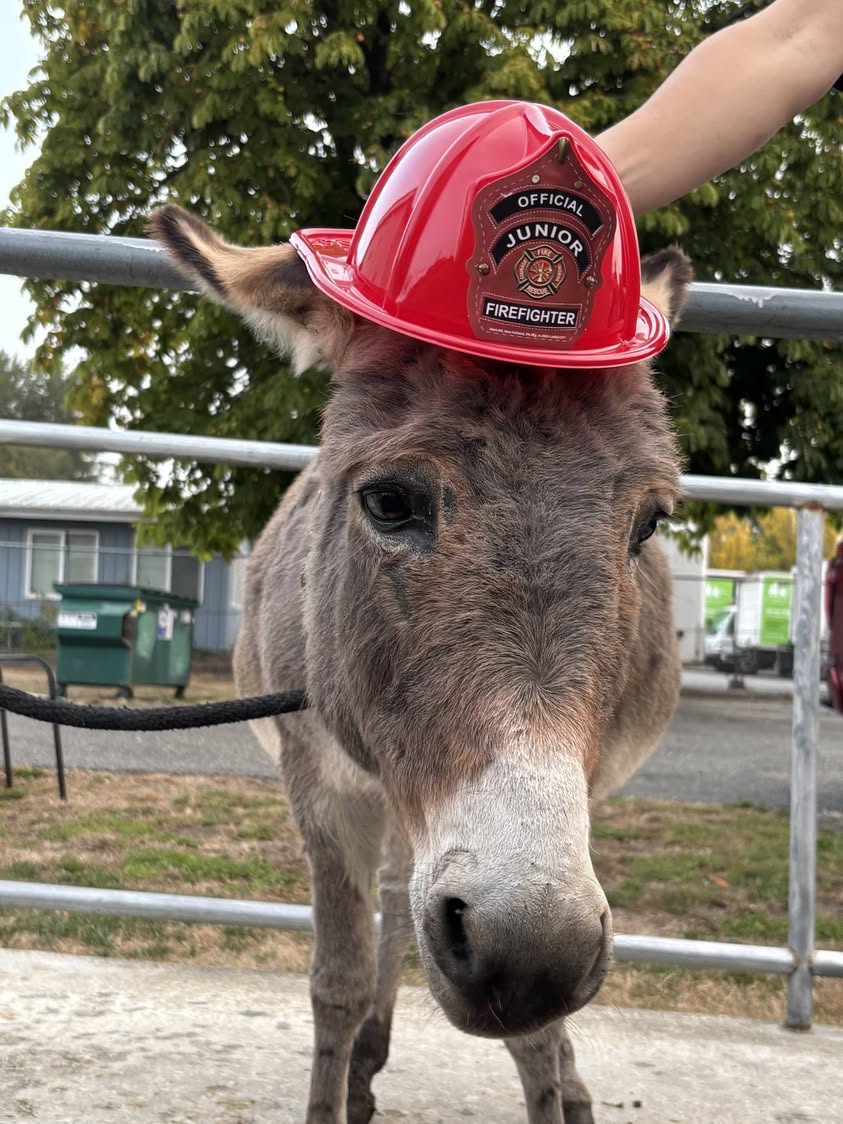 Two Donkeys Wander Into Bellingham Fire Station, Owner Still Unknown