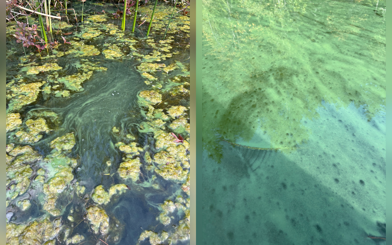 Algae Bloom at Lake Padden Prompts Water Quality Alert From RE Sources