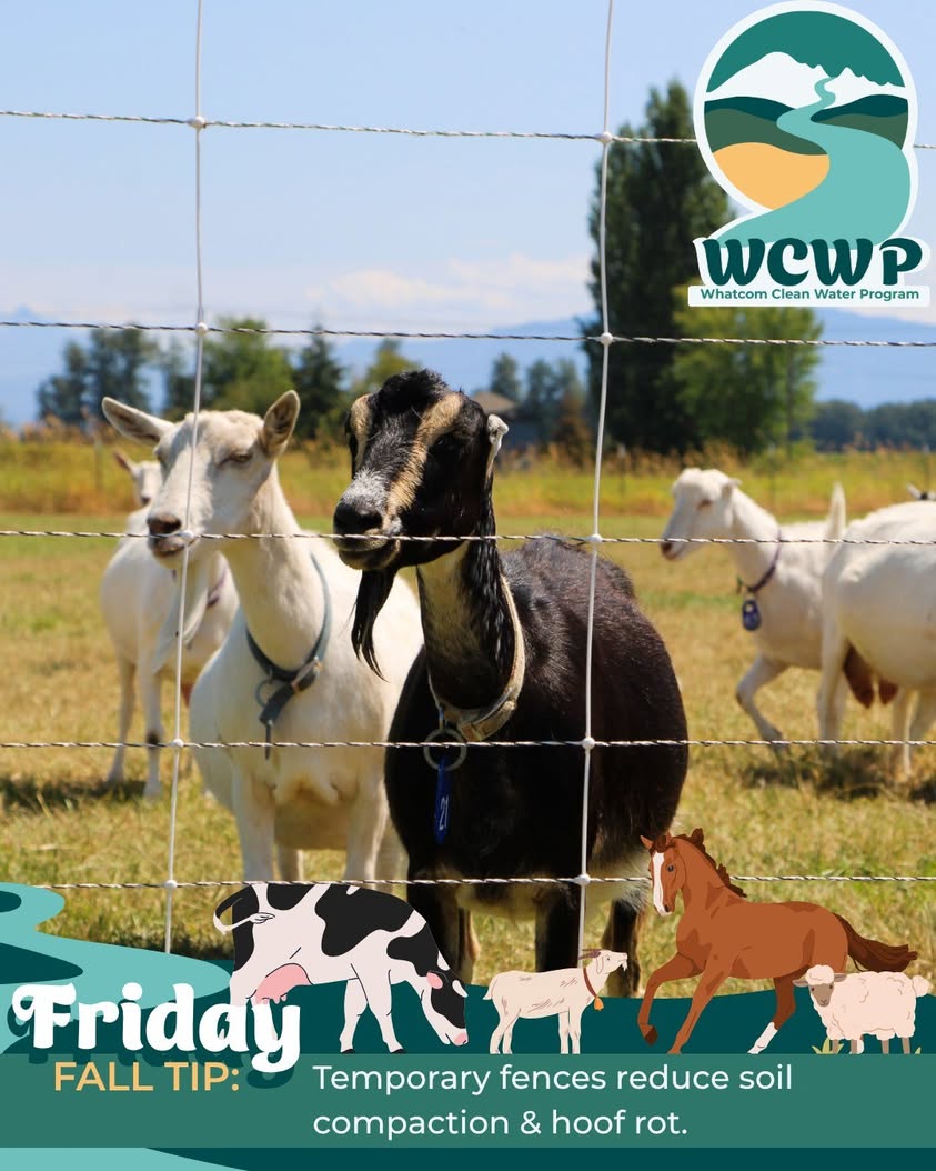 Whatcom County Offers $500 Rebate for Temporary Fencing on Small Farms