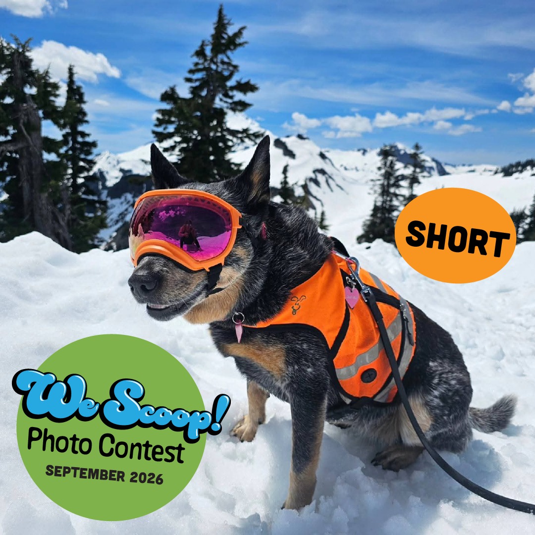 Whatcom County Dog Photo Contest Closes Soon With Prizes for Winners